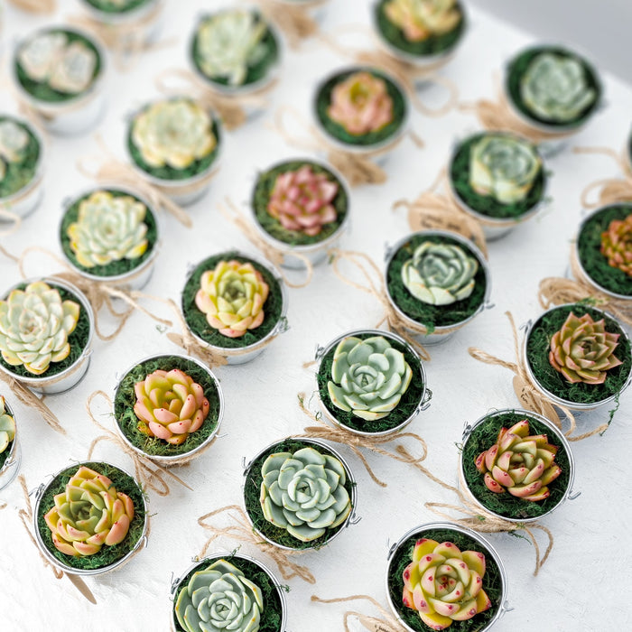 100 Assorted Rosettes Succulents (10 Varieties)