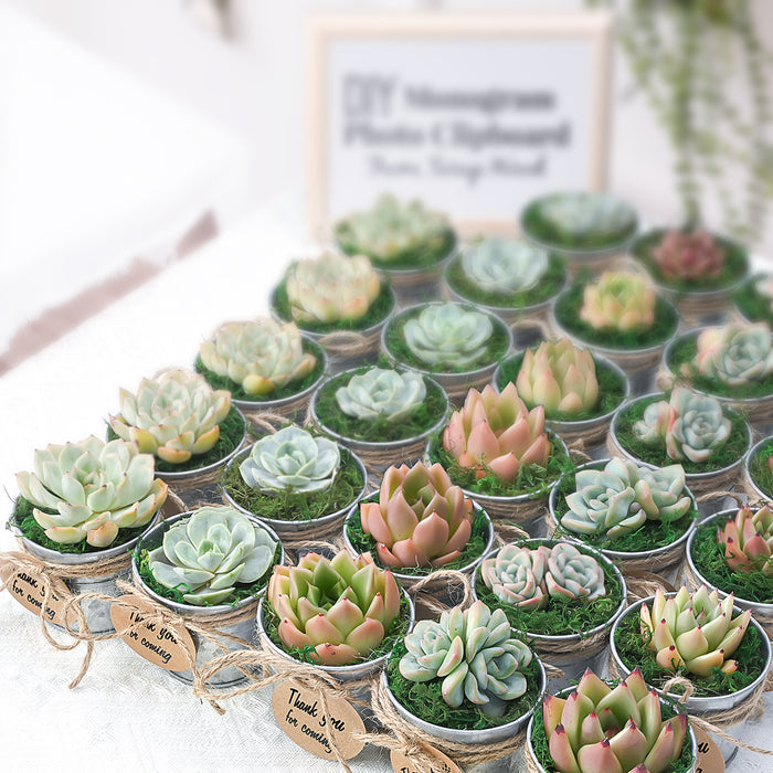 100 Assorted Rosettes Succulents (10 Varieties)