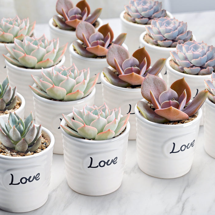 100 Assorted Rosettes Succulents (10 Varieties)
