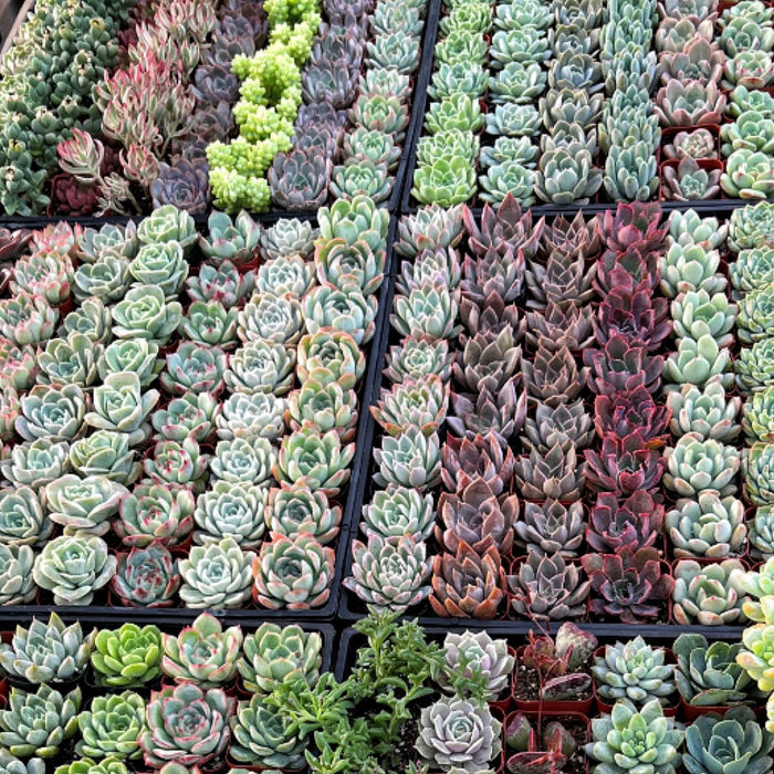 100 Assorted Rosettes Succulents (10 Varieties)
