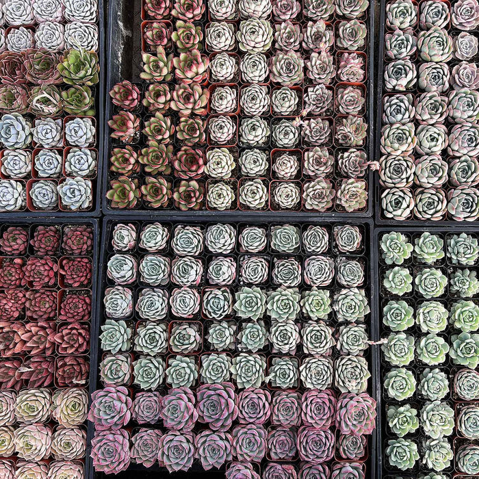 12 Assorted Rosette Succulents