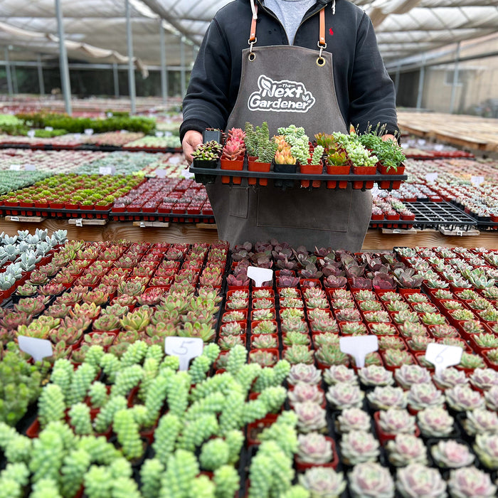 15 Assorted Rosette Succulents (5 Varieties)