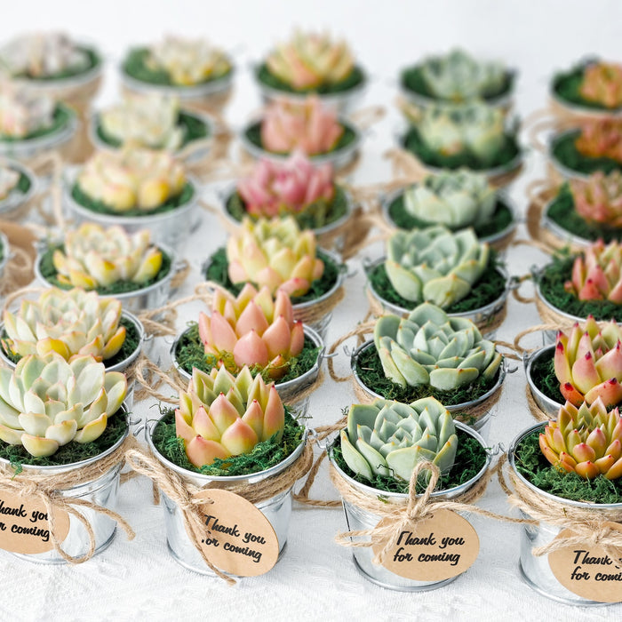 15 Assorted Rosette Succulents (5 Varieties)