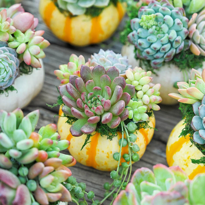 20 Assorted Rosette Succulents (5 Varieties)