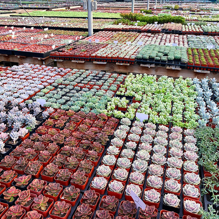 30 Assorted Rosettes Succulents (6 Varieties)
