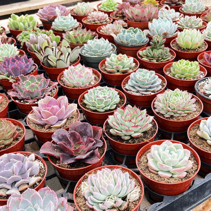 4 Assorted Rooted Succulents Plants (4 inch)