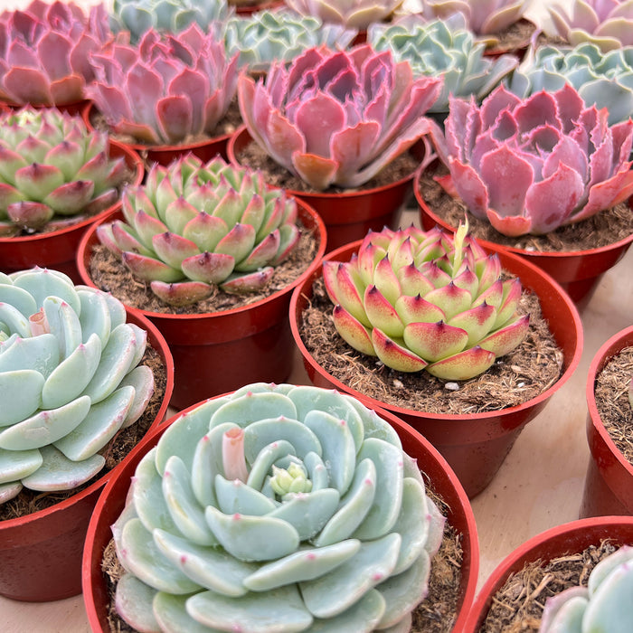4 Assorted Rooted Succulents Plants (4 inch)