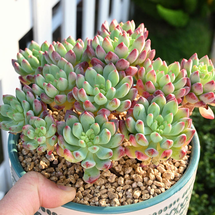 4 Assorted Rooted Succulents Plants (4 inch)