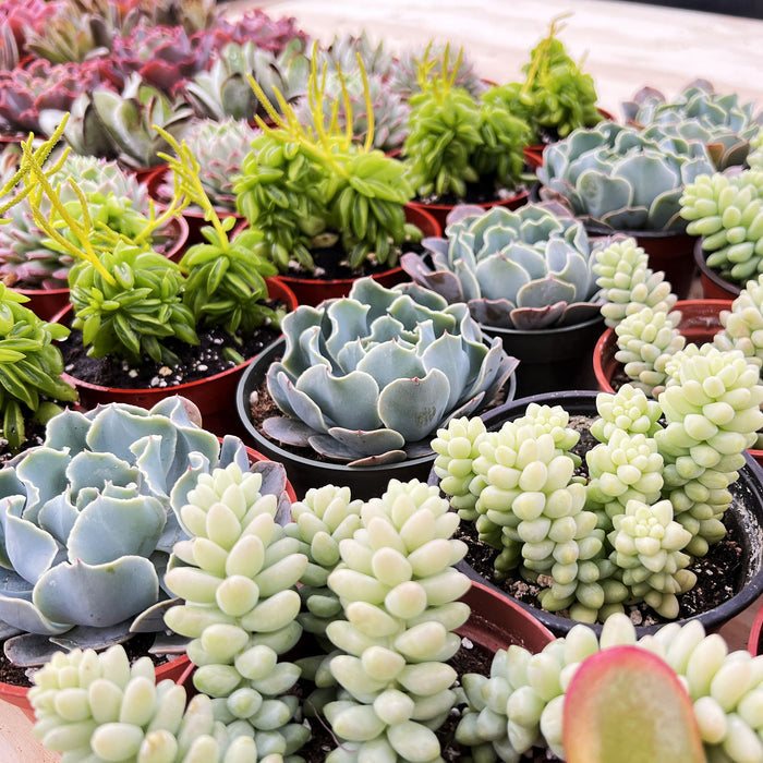 4 Assorted Rooted Succulents Plants (4 inch)