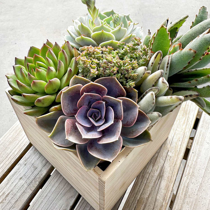 4 Assorted Rooted Succulents Plants (4 inch)