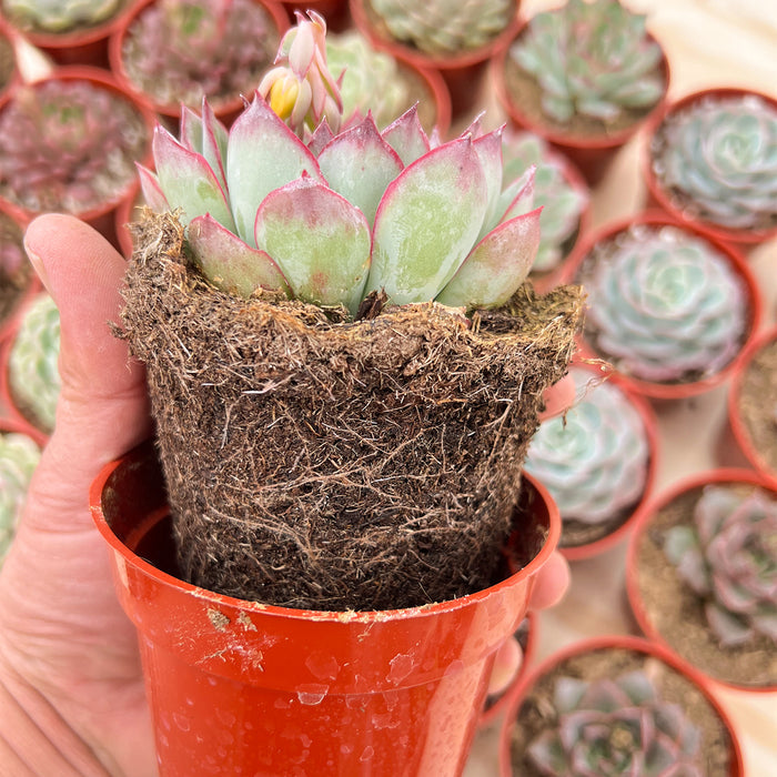 4 Assorted Rooted Succulents Plants (4 inch)