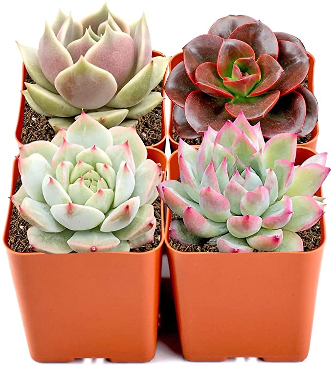 4-mini-succulent-plants