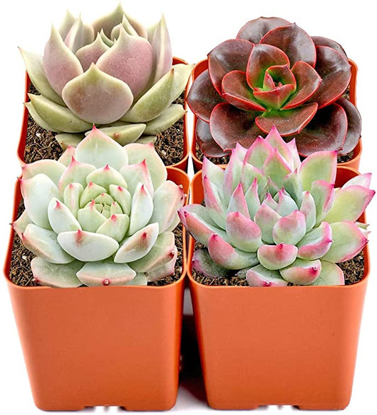 4-mini-succulent-plants