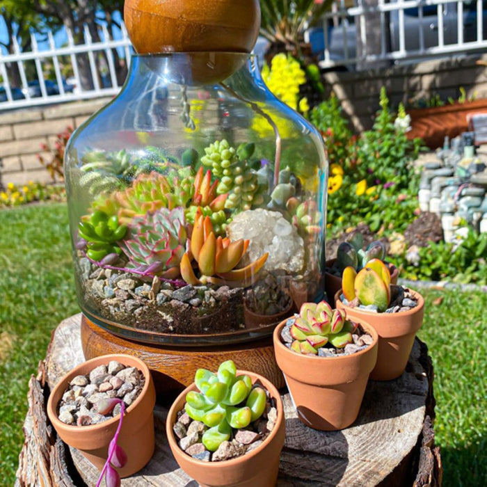 4 Assorted Rosette Succulents (4 Varieties)