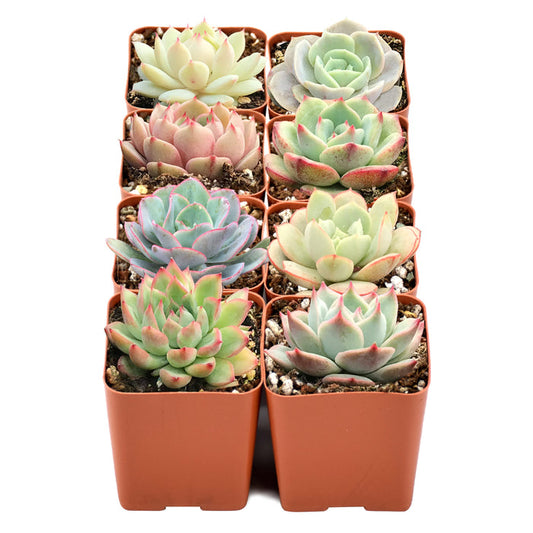 8-rose-shaped-succulents-bulk