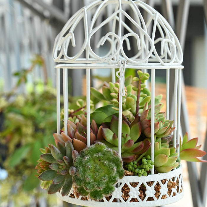 8 Assorted Rosettes (8 Varieties)
