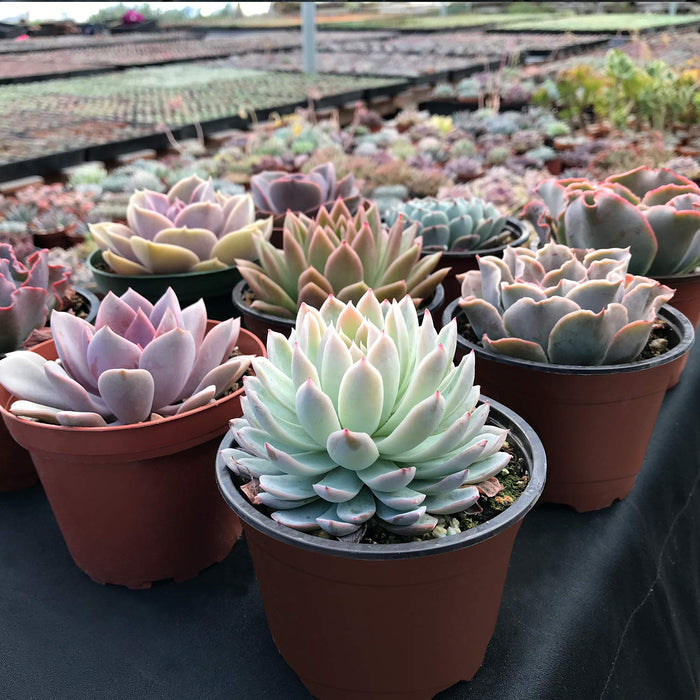 9 Assorted Rooted Succulents Plants (4 inch)
